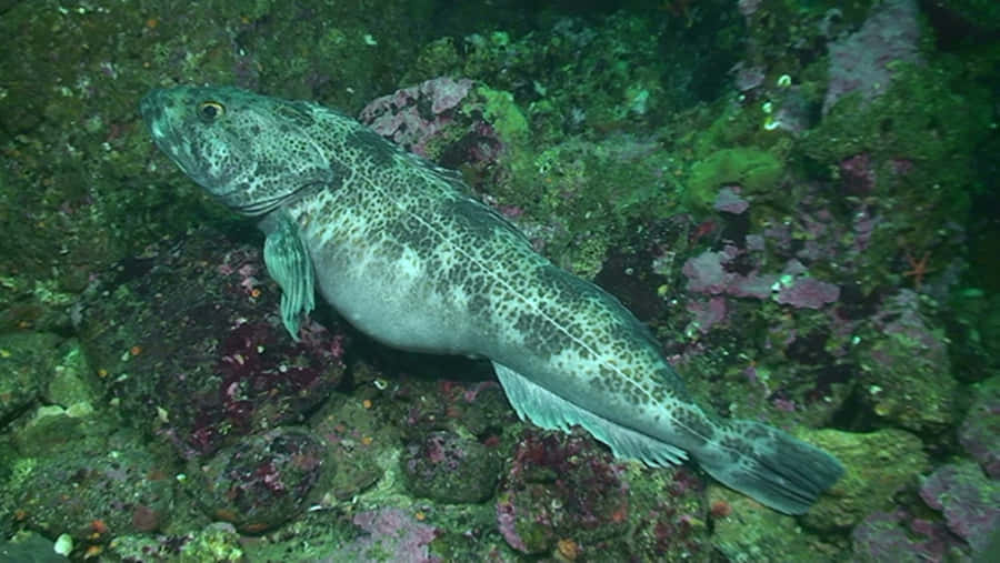 Lingcod Achtergrond