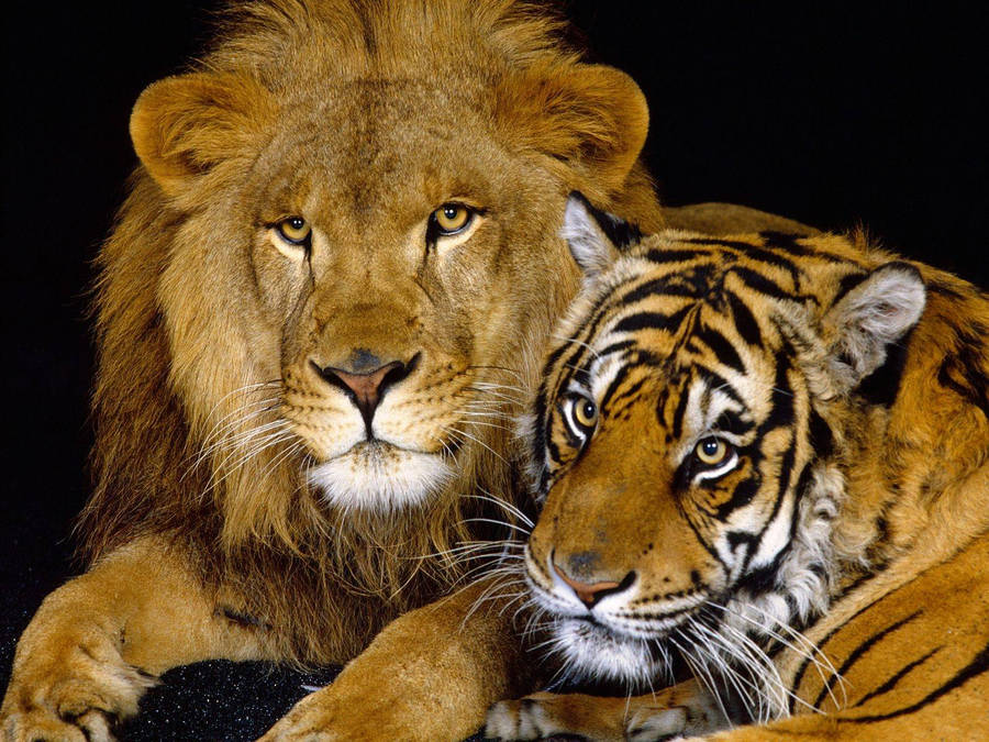 Lion And Tiger Wallpaper