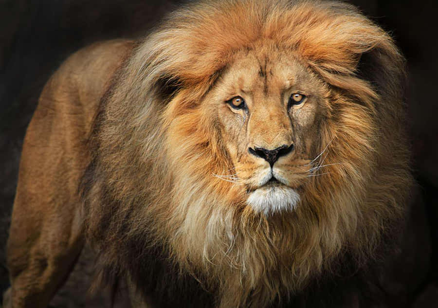 Lion Ansikte Bilder