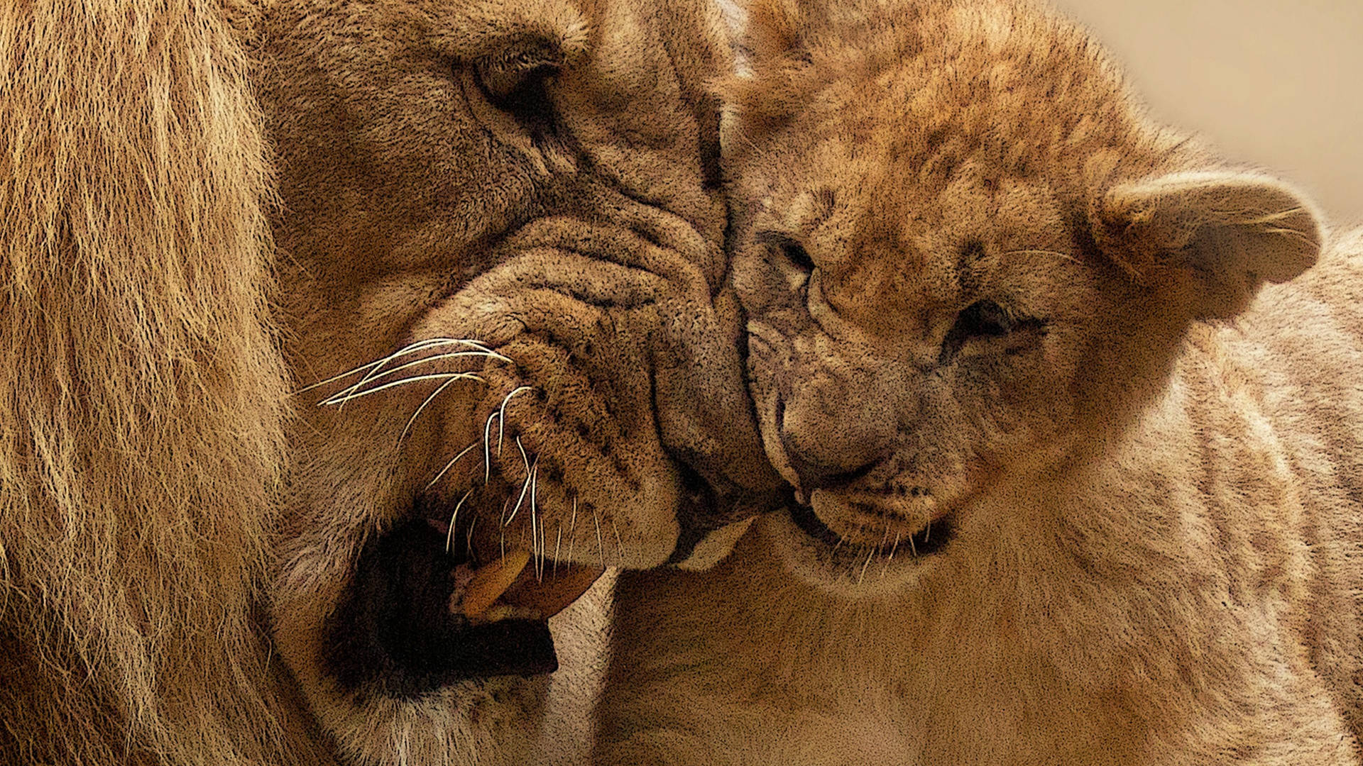 Lion Cub Baggrunde