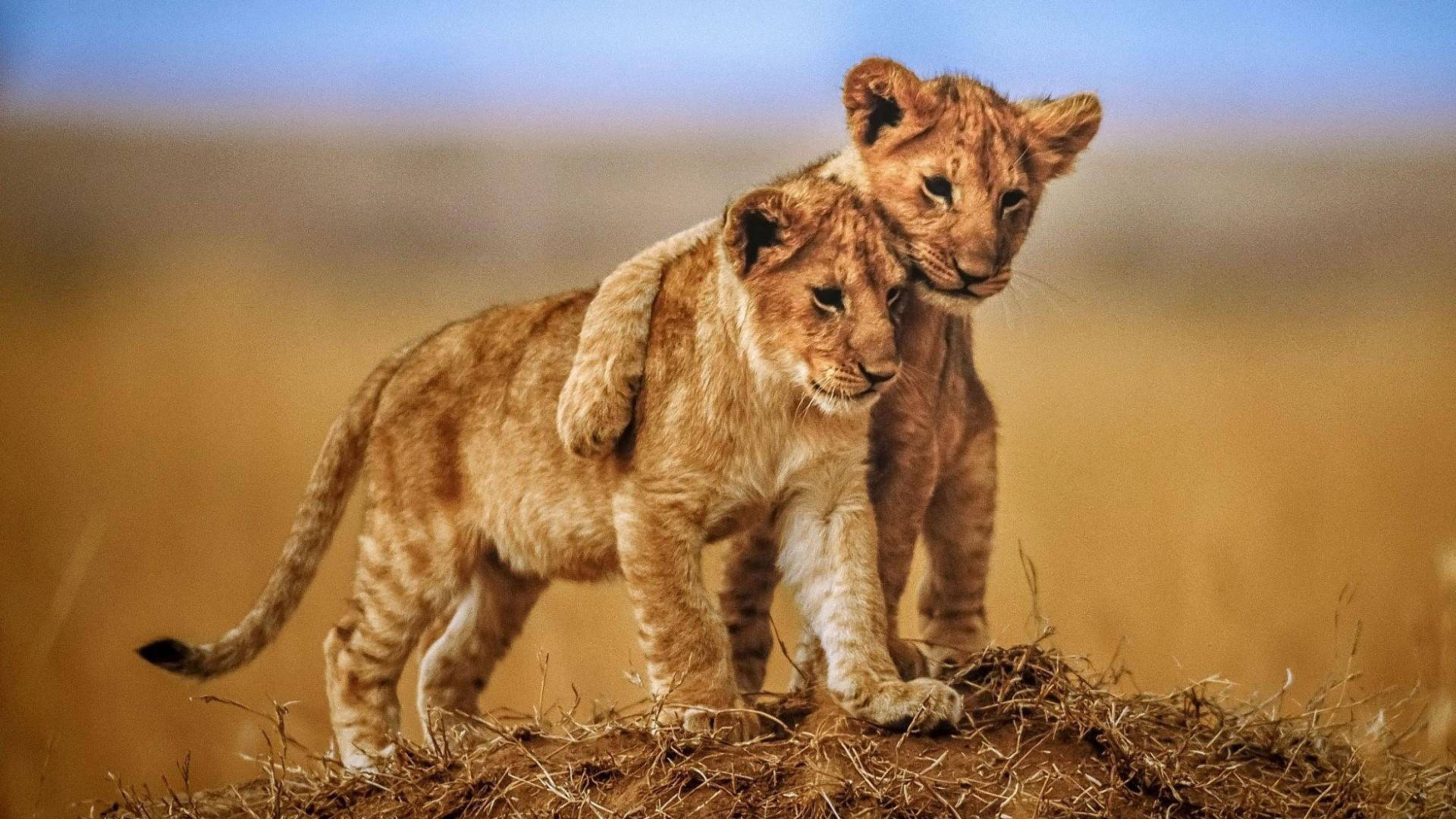 Lion Cub Hintergrundbilder