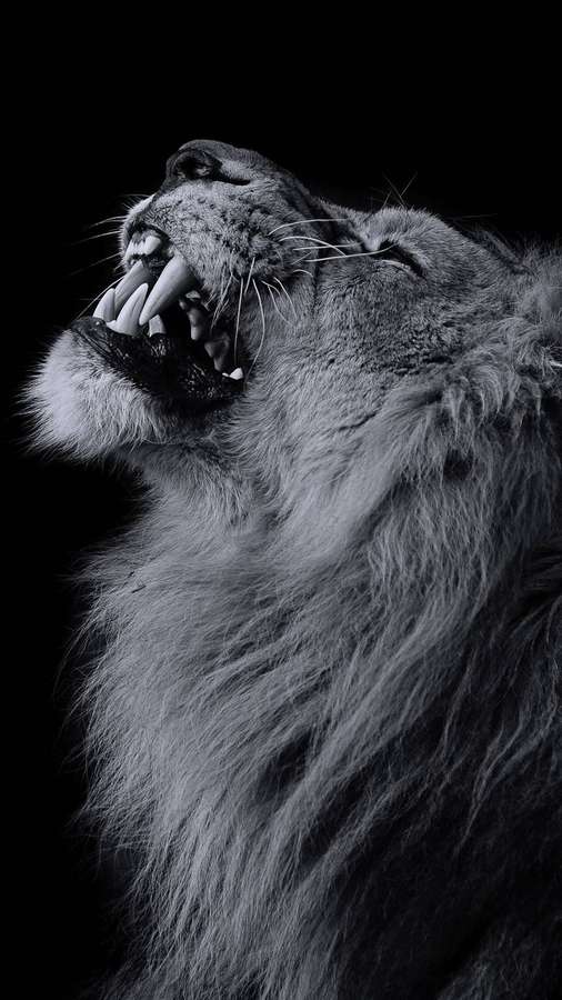 Close-up of a roaring lion with detailed fur and sharp teeth against a black background. — Lion iPhone Wallpaper