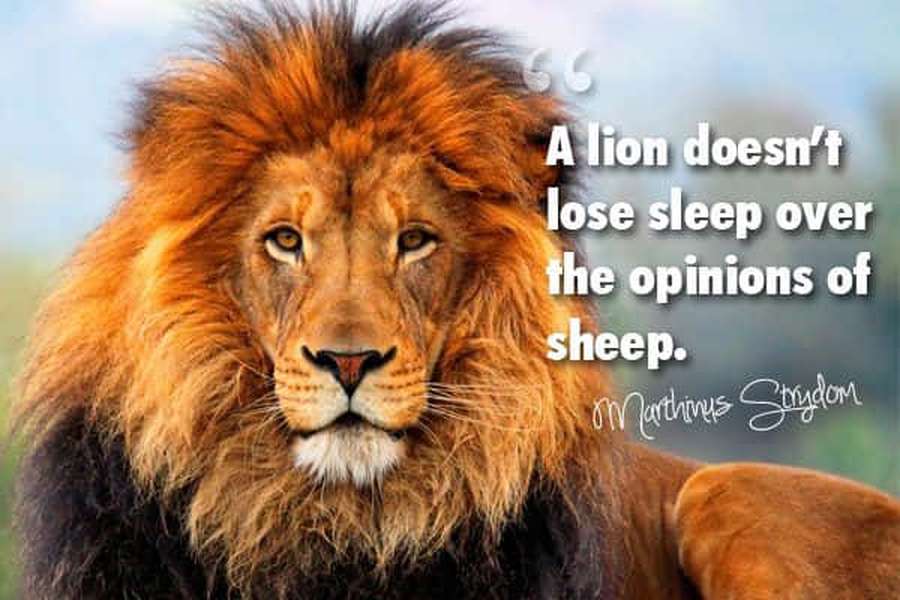 A close-up of a male lion with a full mane looking directly at the camera. — Lion Quotes Wallpaper