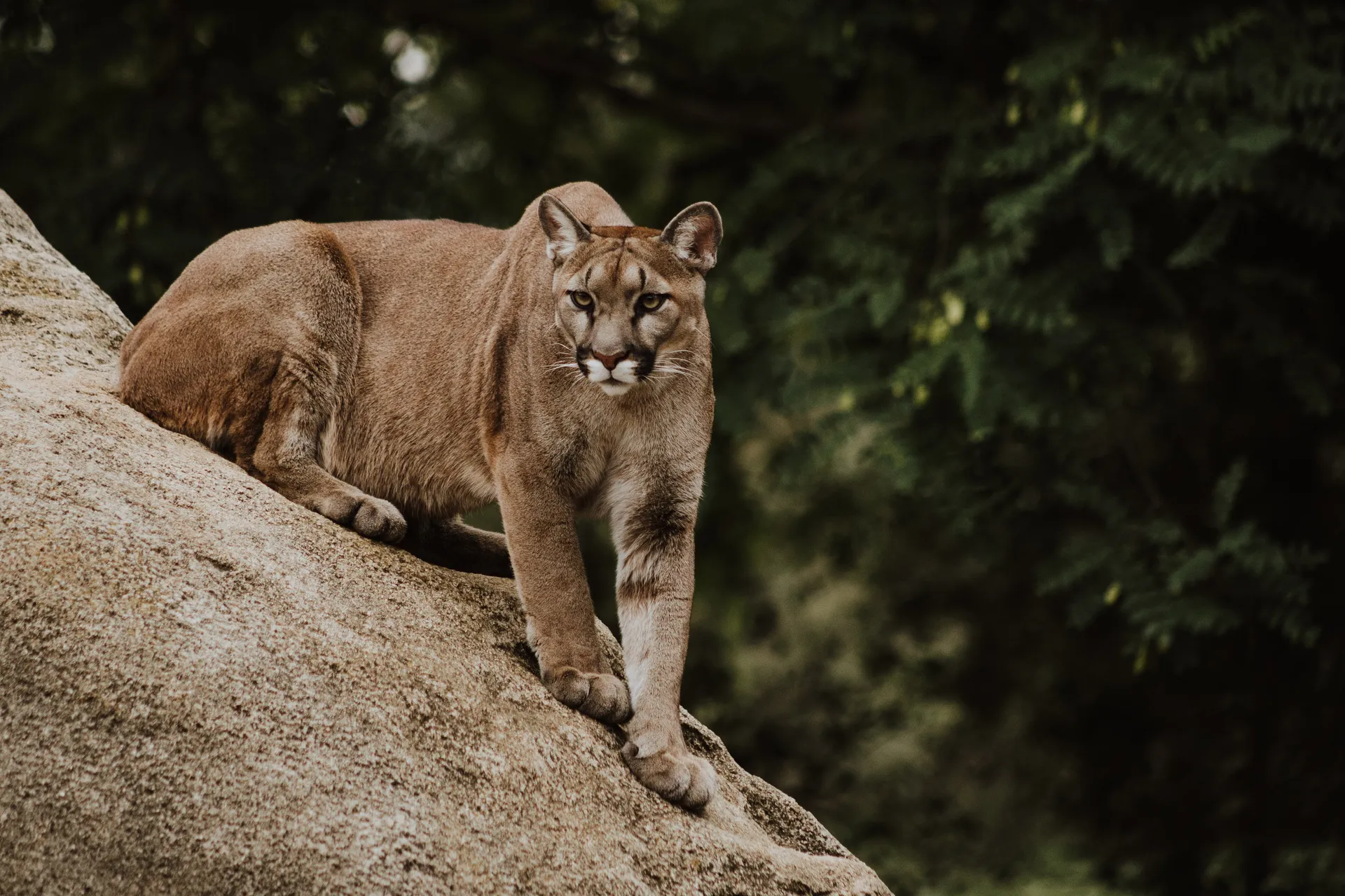 Lioness Wallpapers