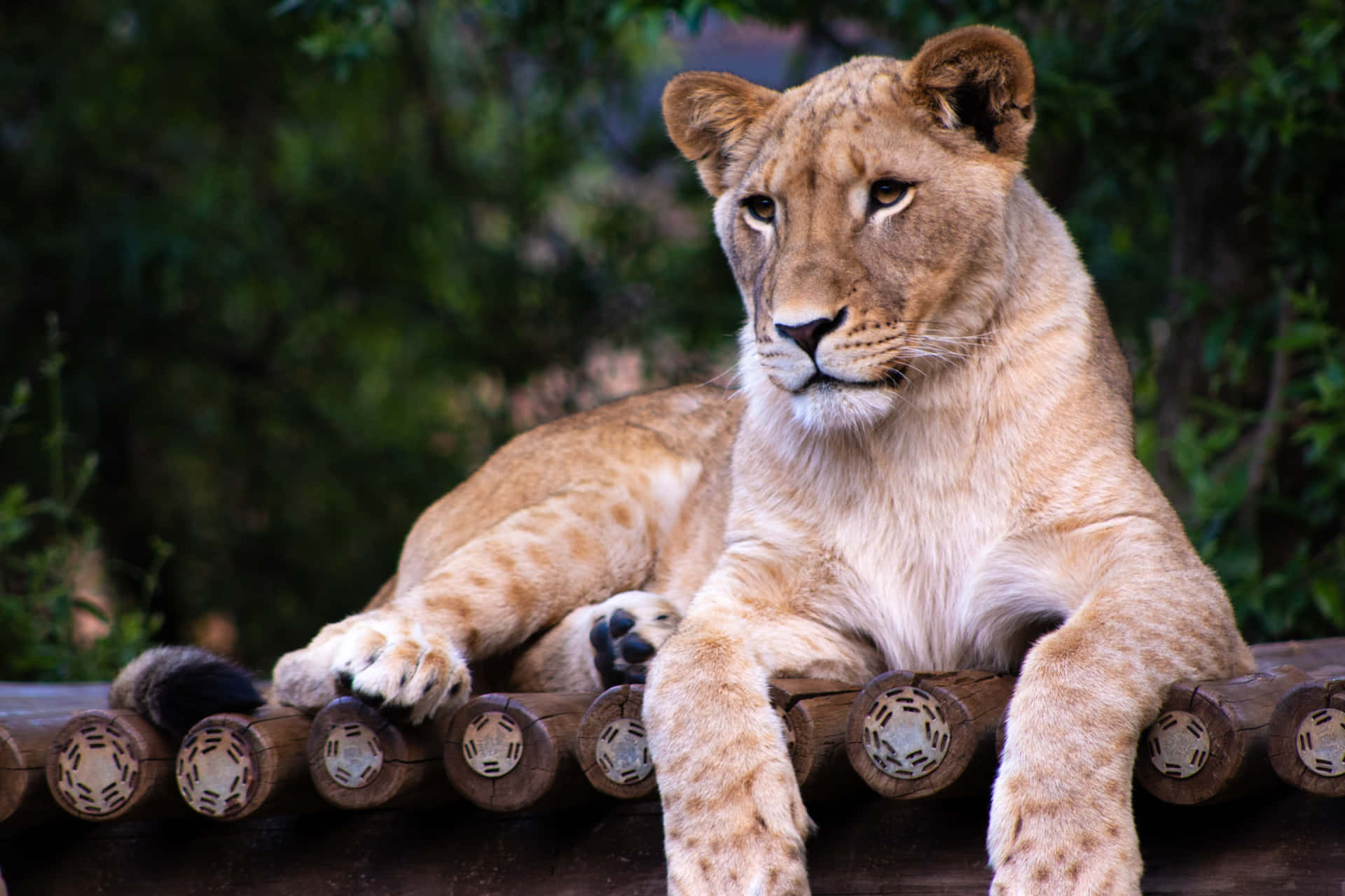 Lionne Fond d'écran