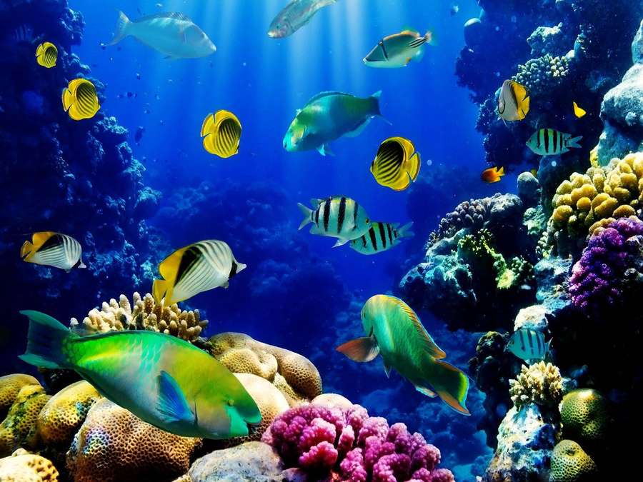 Colorful tropical fish swim among coral reefs in clear blue ocean water. — Live 3d Wallpaper