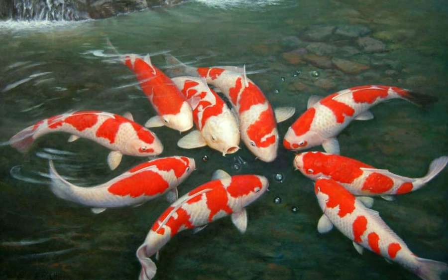 Puna-valkoisia koi-kaloja ui kirkkaassa vedessä lähellä kiviä ja vesiputousta. — Live Koi Fish Taustakuvat