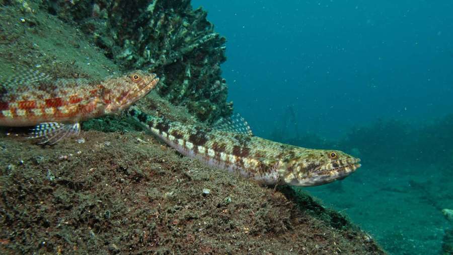 Dois peixes padronizados nadam perto de coral em um leito rochoso. — Lizardfish Papéis de Parede