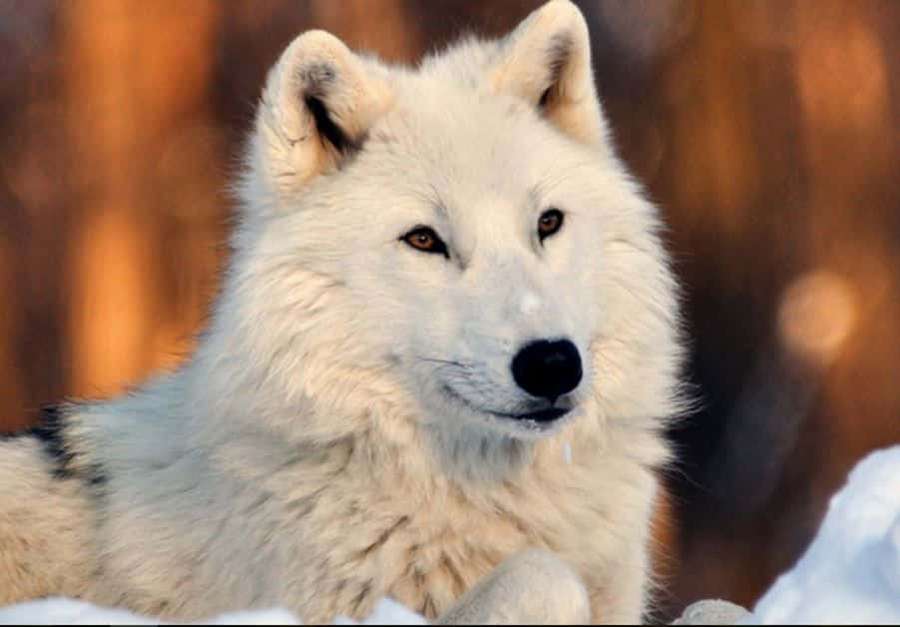 Un lobo blanco con ojos color ámbar descansa en la nieve con un fondo de bosque borroso. — Lobo Blanco Fondos de pantalla