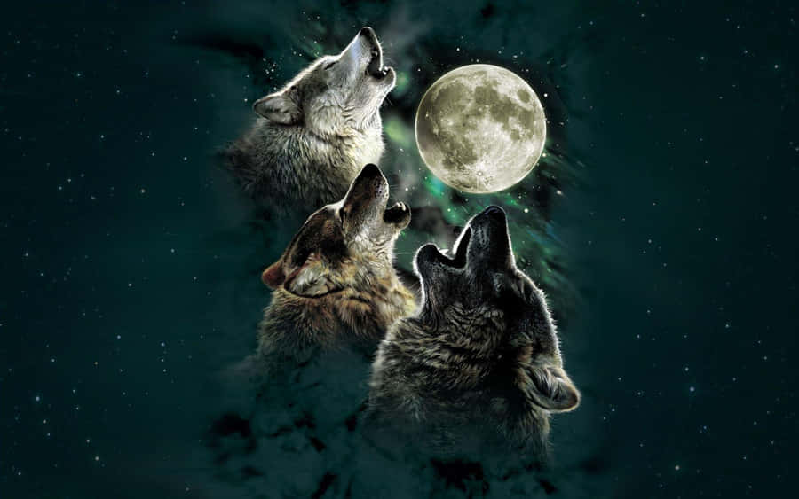 Lobos Fondo de pantalla