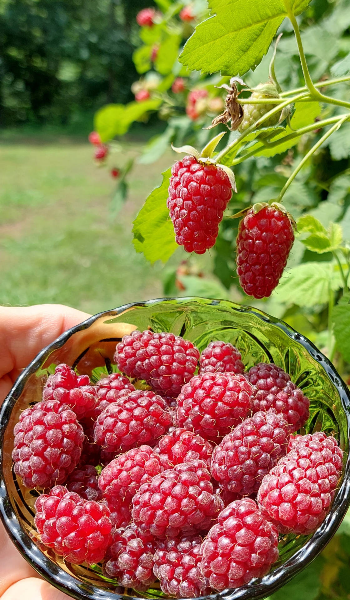 Loganberry Taustakuva