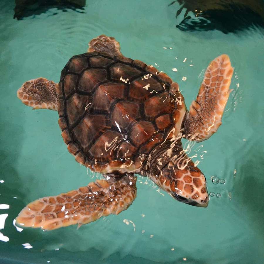 Havskilpadde svømmer i klart turkis vann med krusninger og bobler. — Loggerhead Sea Turtle Bakgrunner