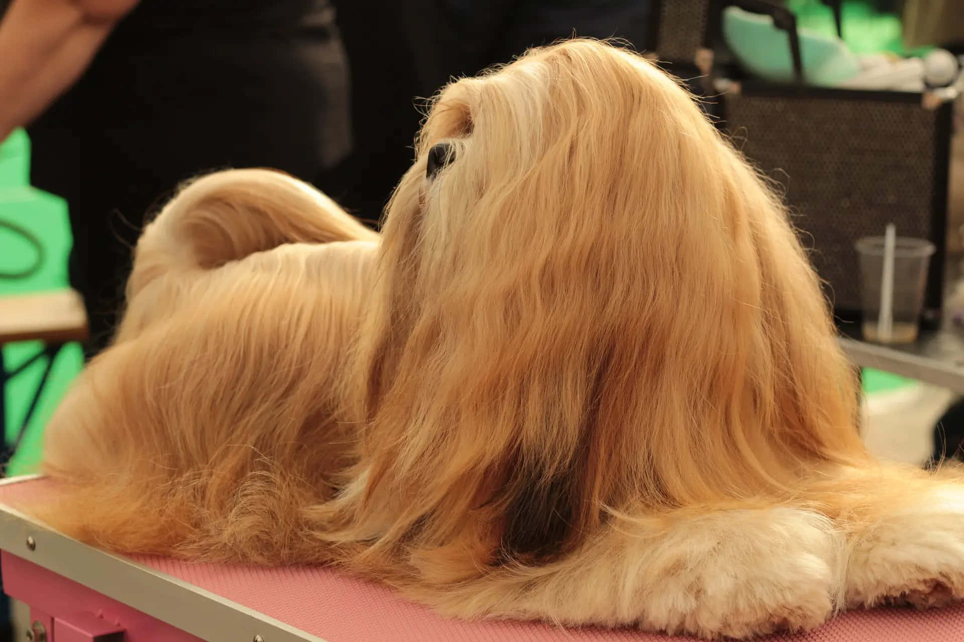 Long-haired Dog Wallpaper