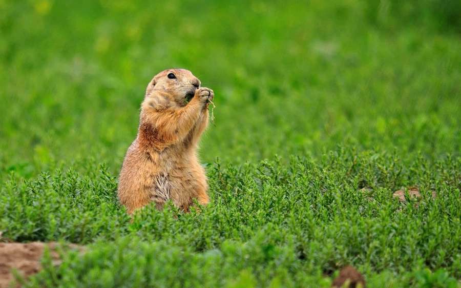 A prairie dog eating grass in a green field — Long-haired Dog Wallpaper