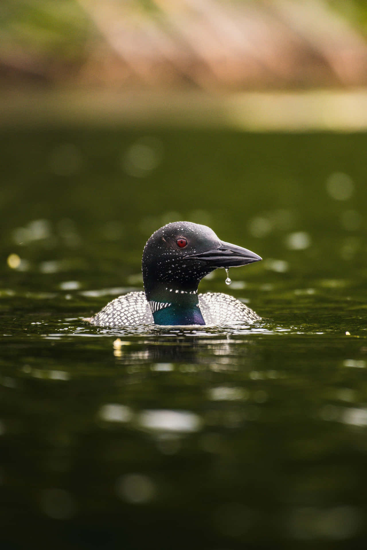 Loon Achtergrond