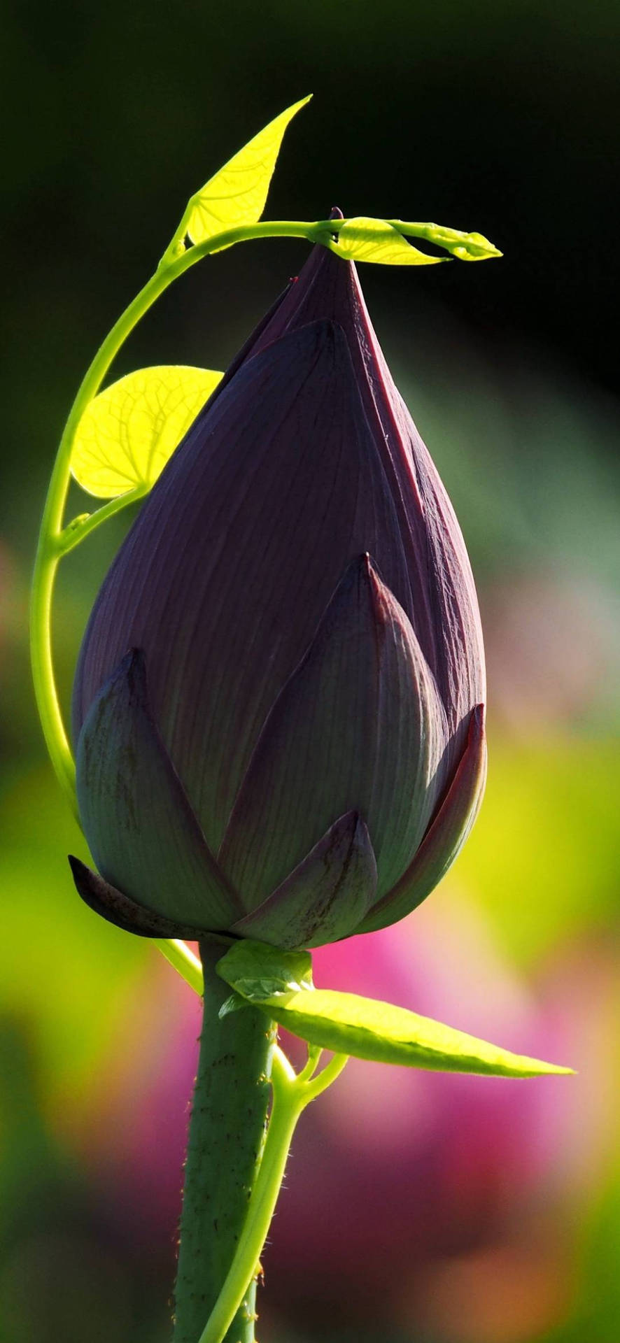 Lotus Fond d'écran