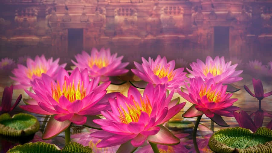 Lotus Flower Pictures Wallpaper