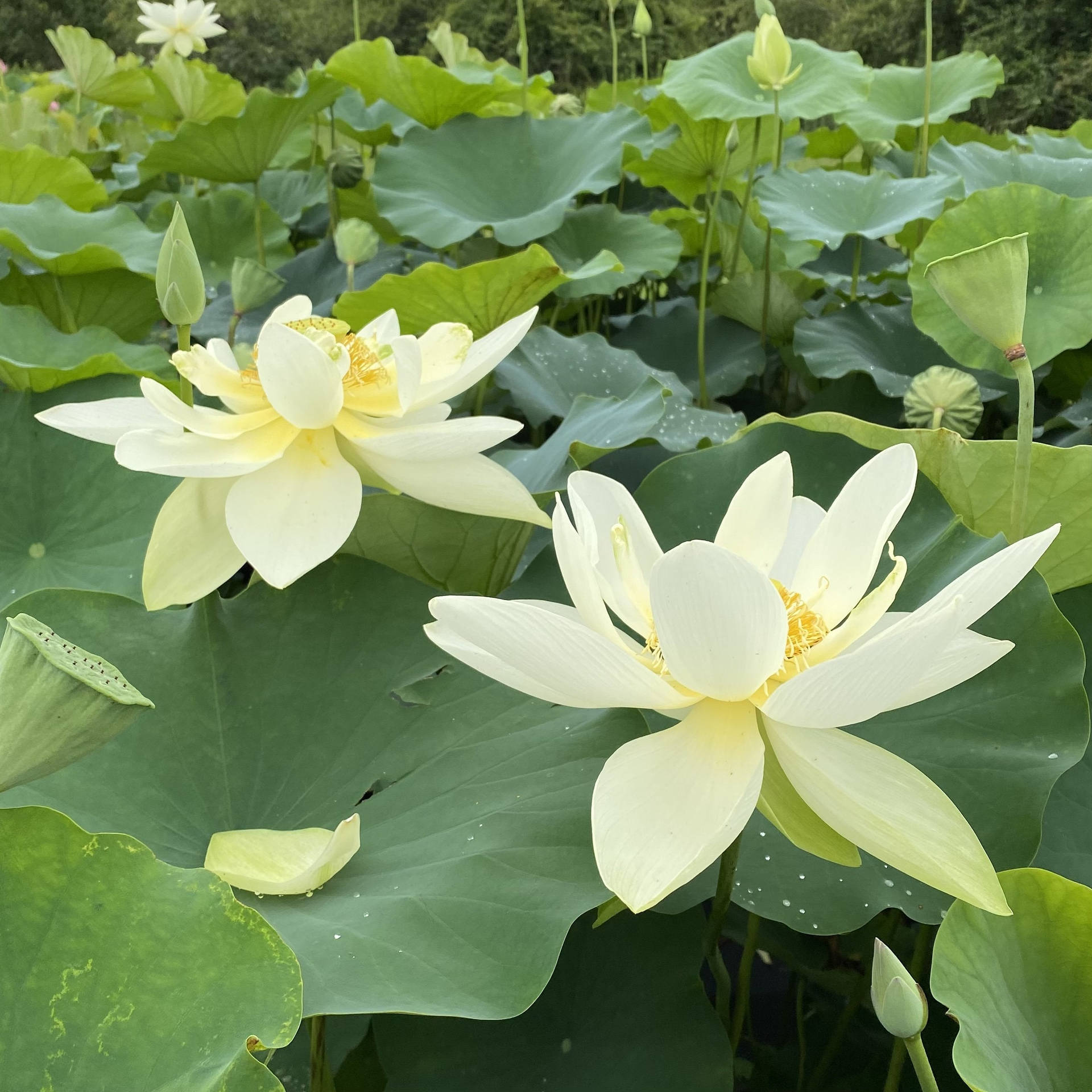 Lotus Hintergrund