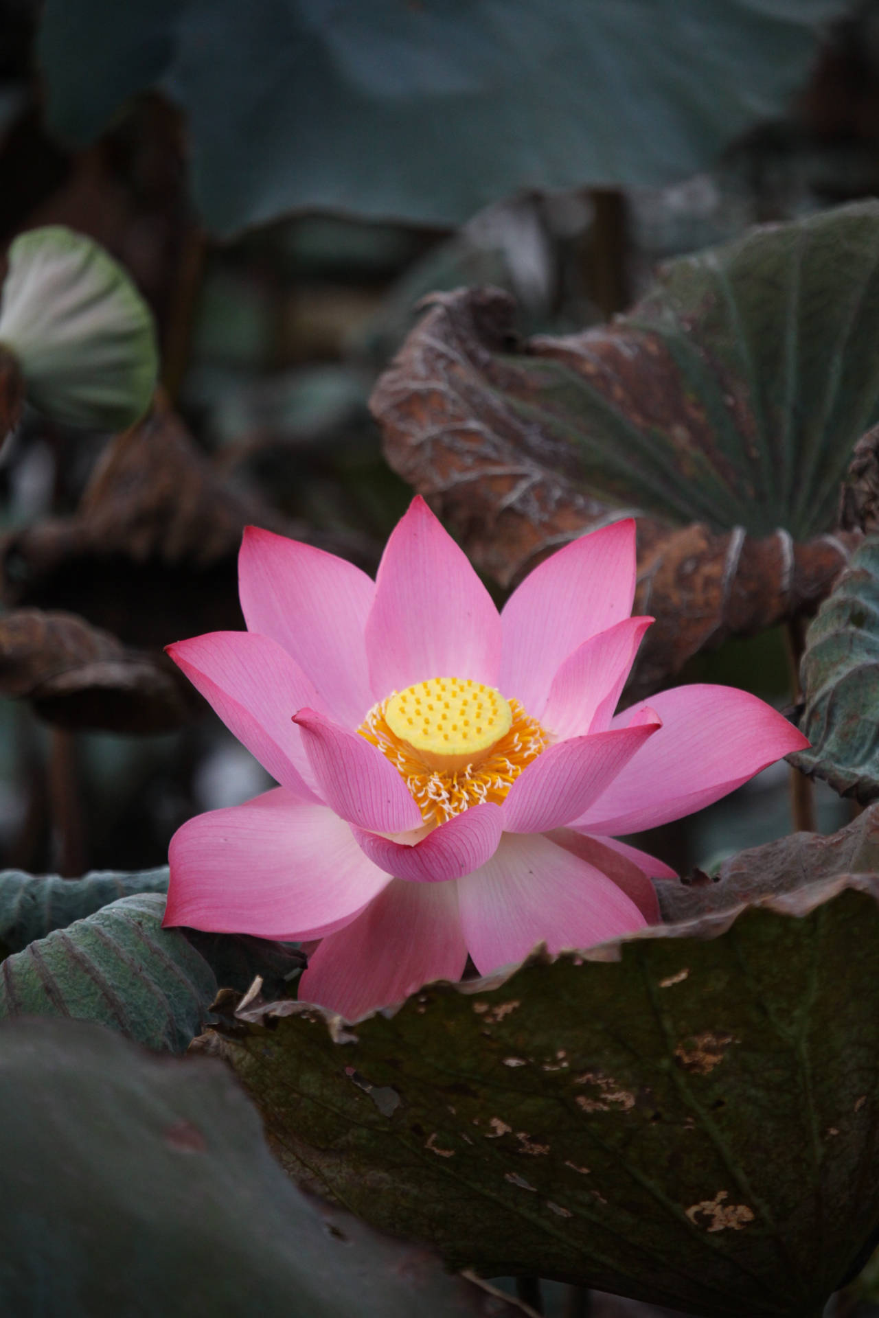 Lotusblomst Billeder