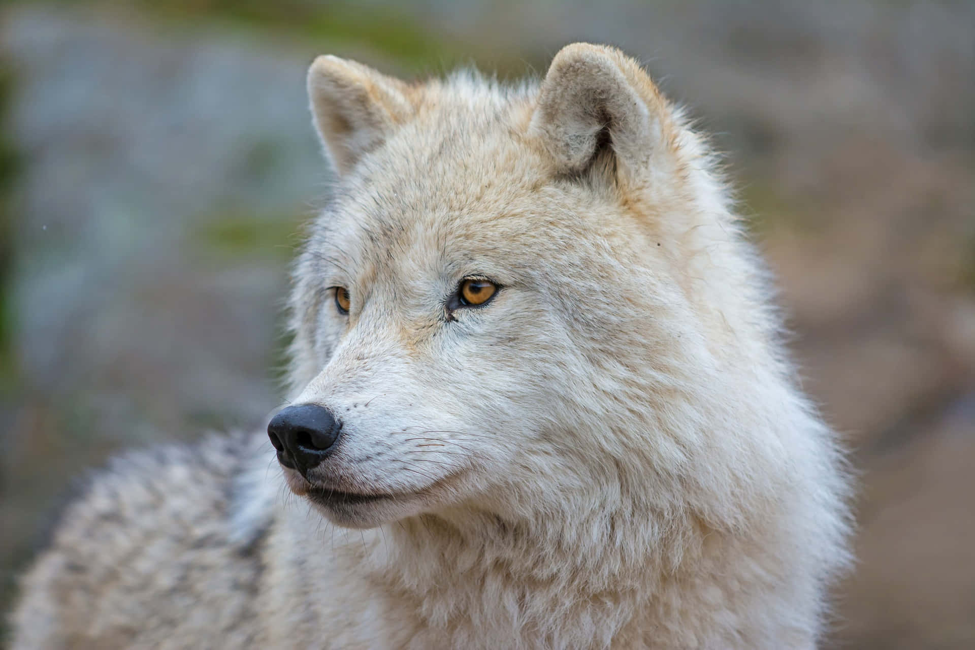 Loup Arctique Fond d'écran