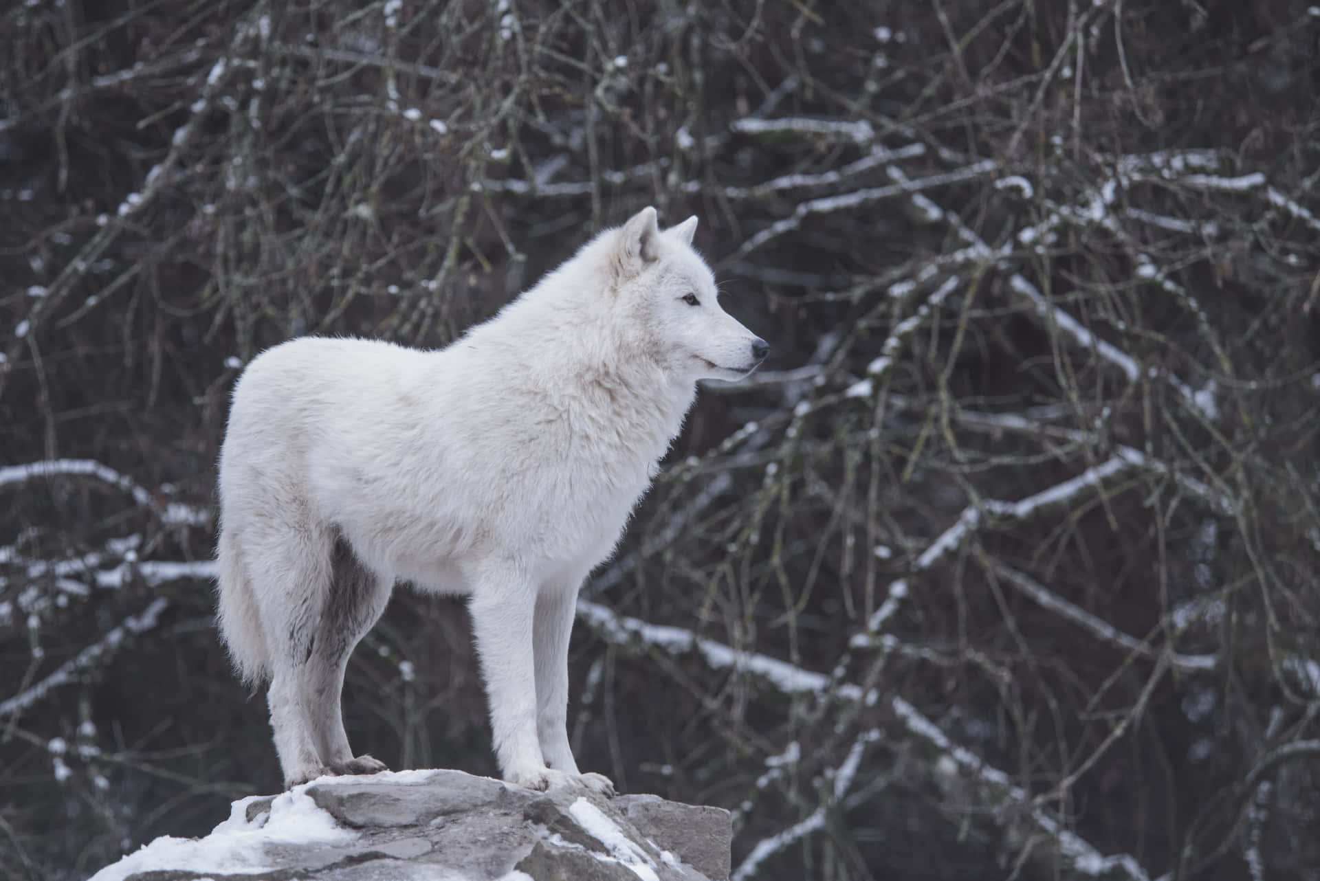 Loup Blanc Fond d'écran