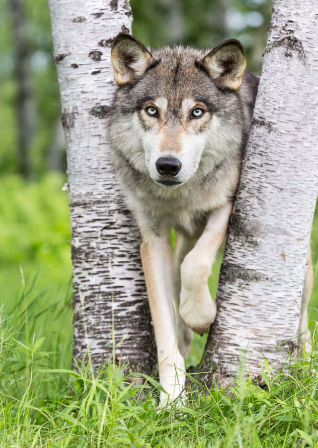 Loup Dans La Forêt Fond d'écran