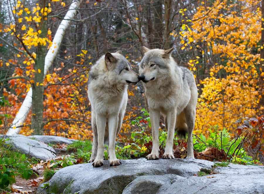 Loup En Automne Fond d'écran