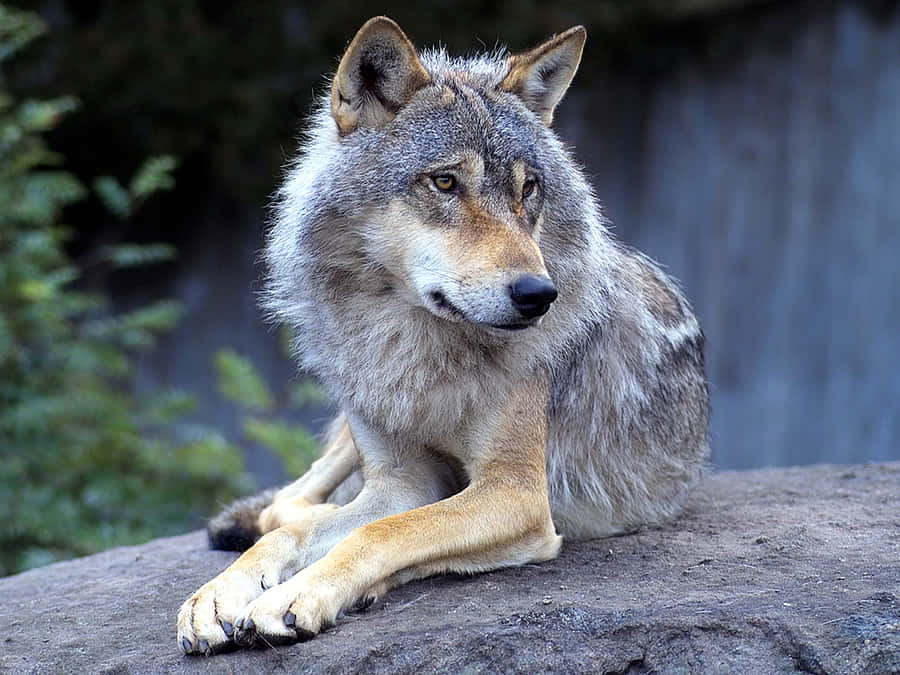 Loup En Bois Fond d'écran