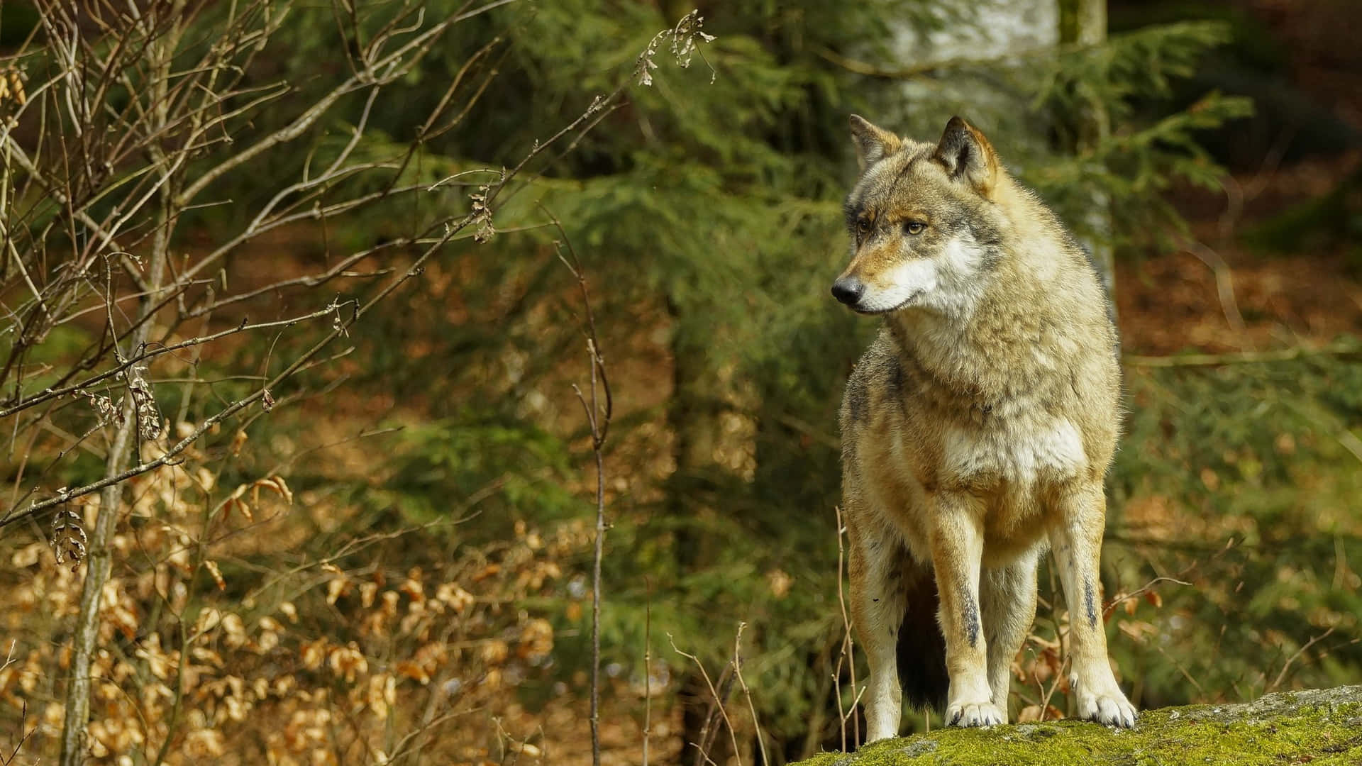 Loup En Été Fond d'écran