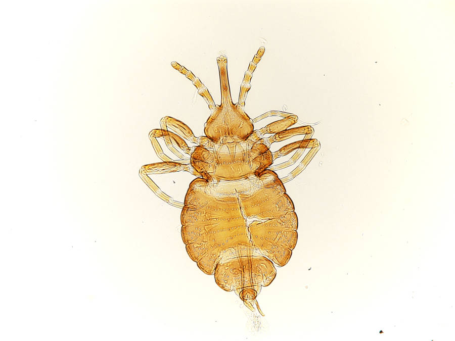 Louse Pictures Wallpaper