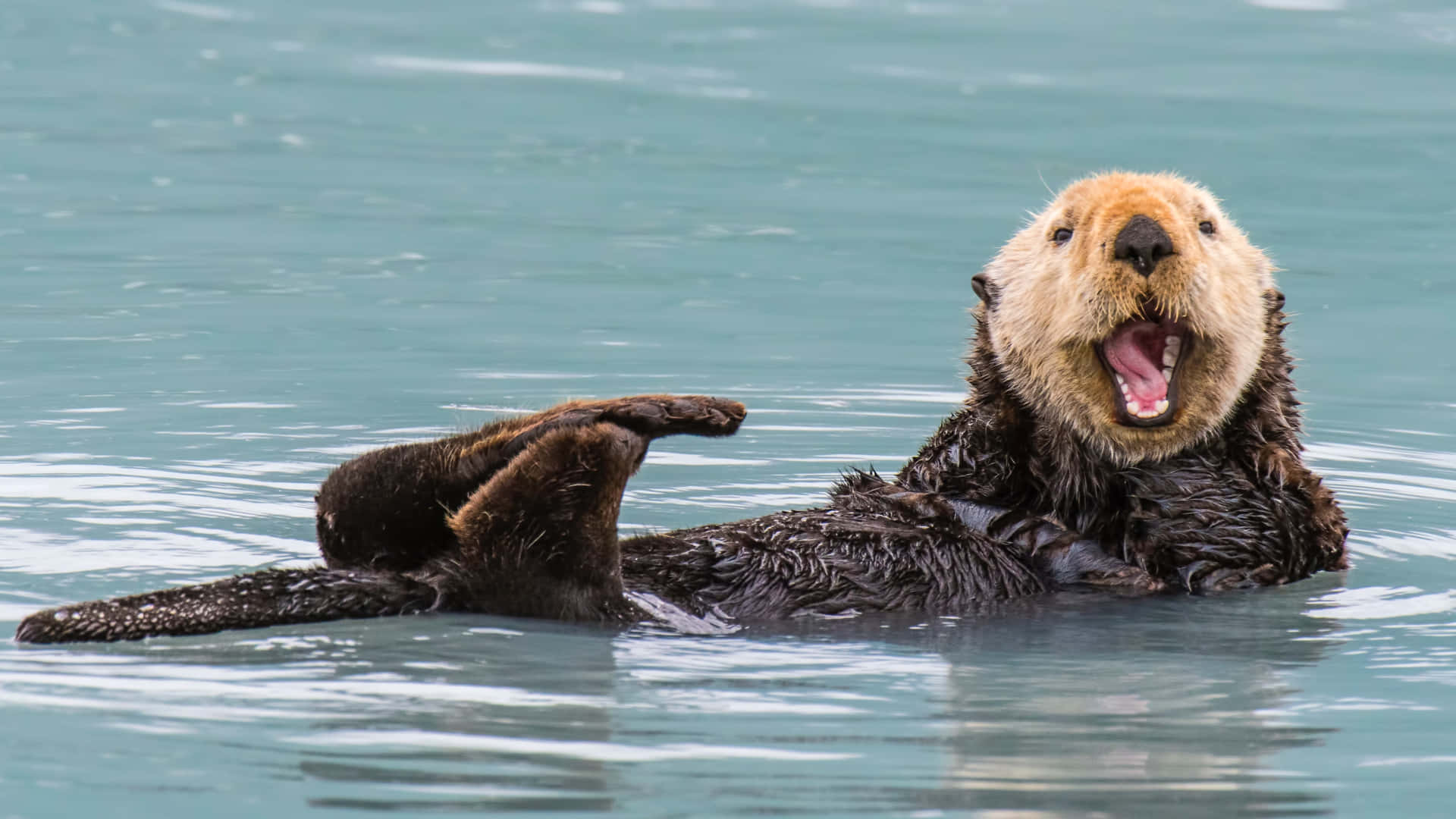 Loutre De Mer Fond d'écran