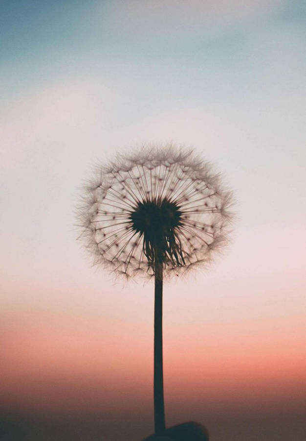 Løvetann Bakgrunnsbildet