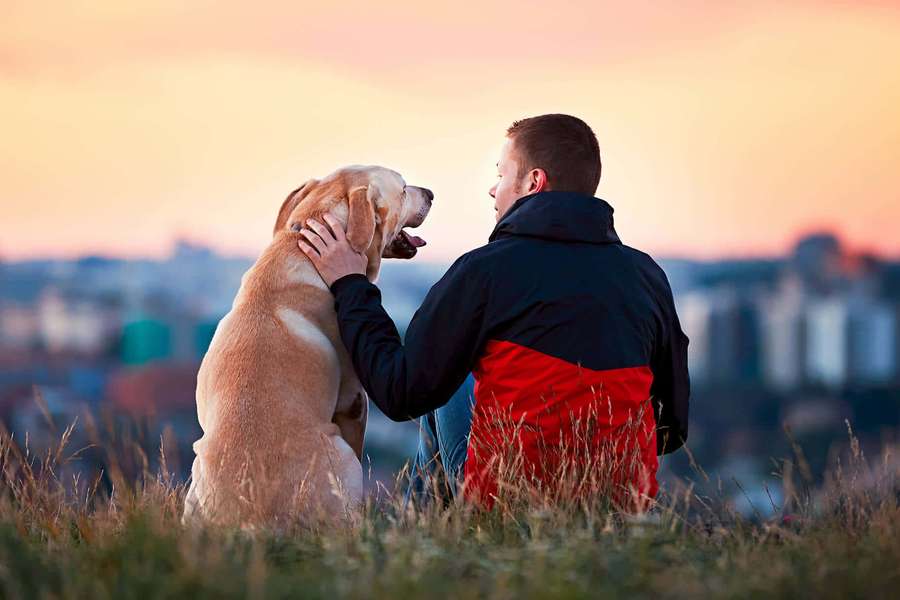 Man and dog sitting on grass overlooking city at sunset — Loyal Dog Wallpaper