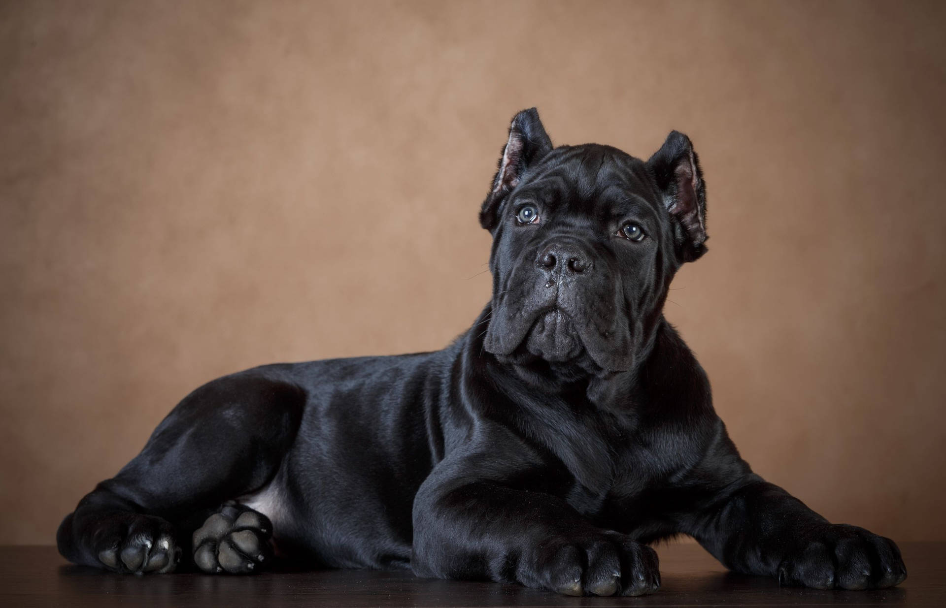 Free Cane Corso Wallpaper Downloads, [100+] Cane Corso Wallpapers for FREE  