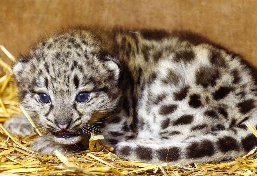 Lumileopardinpentu, jolla on siniset silmät, makaa oljella puuaitauksessa. — Lumi Leopard Taustakuvat