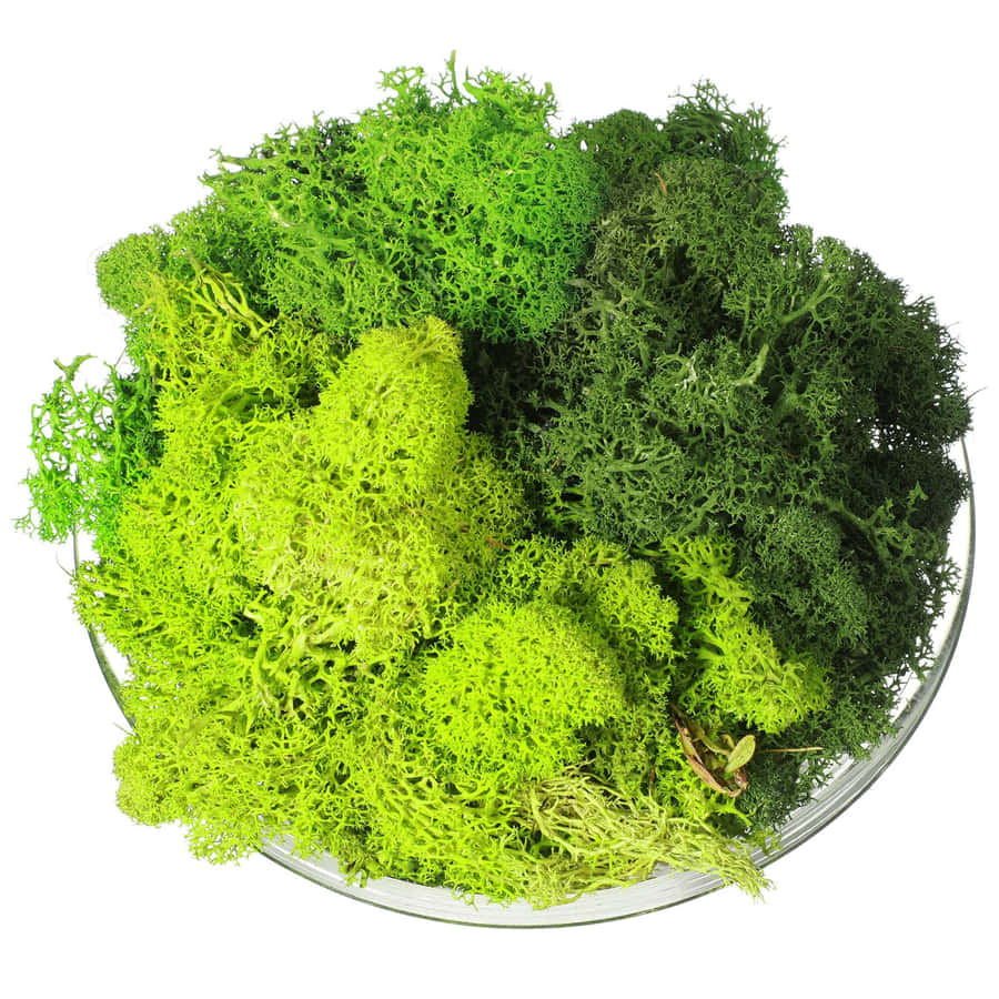 Lumut Hijau Wallpaper