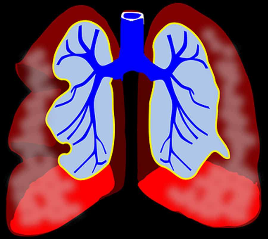 Lungs Png