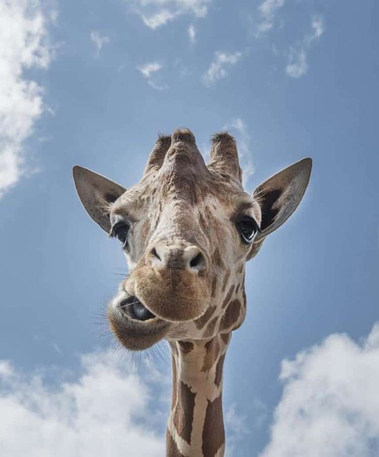 Eine Giraffe, die auf einem blauen Himmel mit Wolken auf die Kamera herabblickt. — Lustige Giraffe Wallpaper