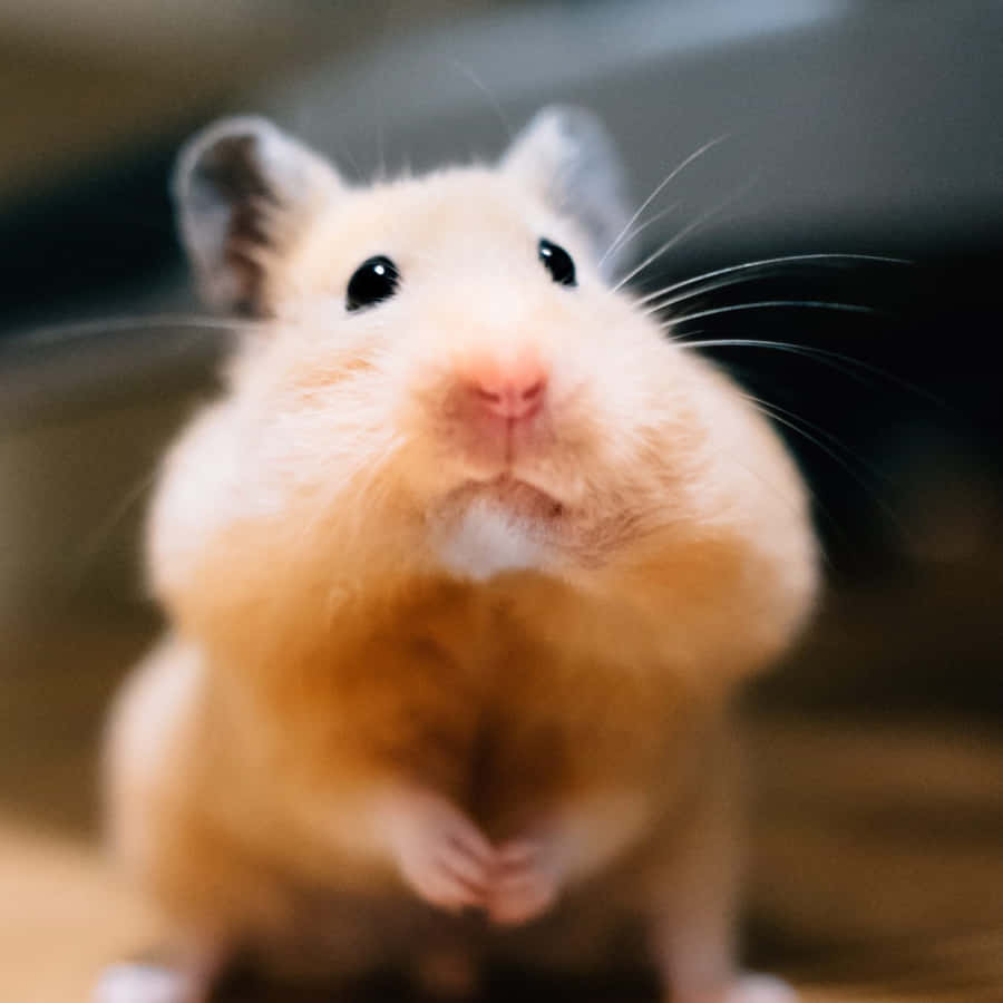 Lustige Hamsterbilder