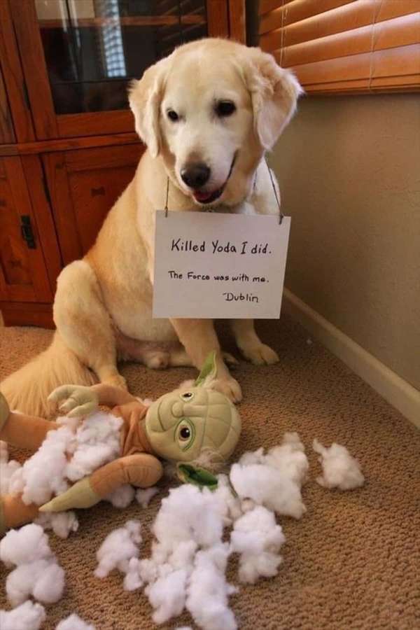 Golden Retriever mit Schild, das zugibt, Yoda-Plüschtier zerstört zu haben. — Lustige Hunde Bilder