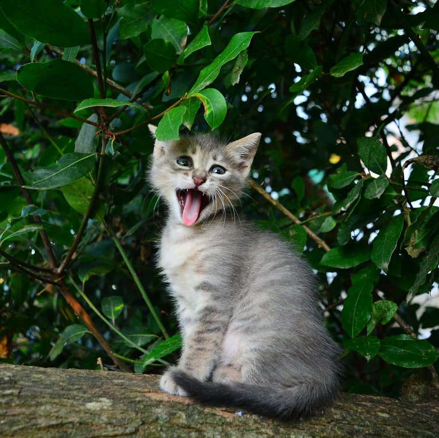 Eine graue Tabby-Katze, die auf einem Baumast in einem grünen Wald gähnt. — Lustige Katzenmeme bilder