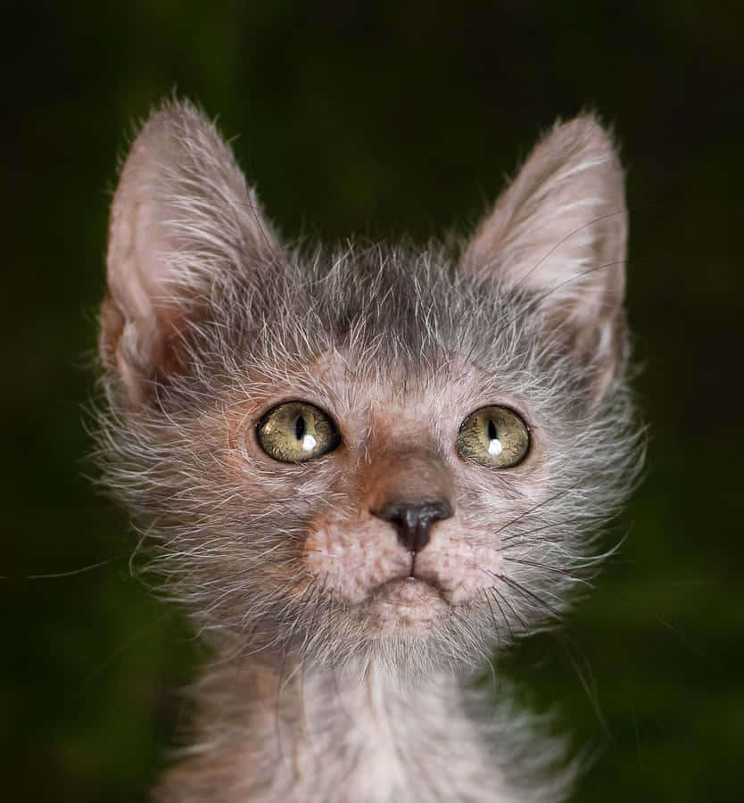 Lykoi Achtergrond