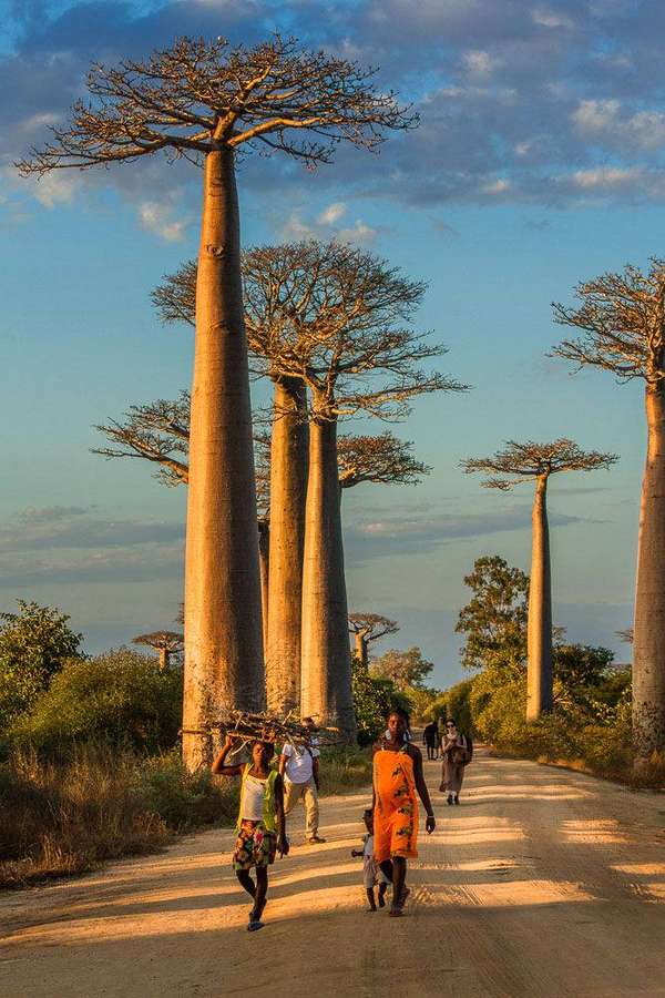 Locals walk along a dirt road lined with towering baobab trees at sunset. — Madadascar Wallpaper