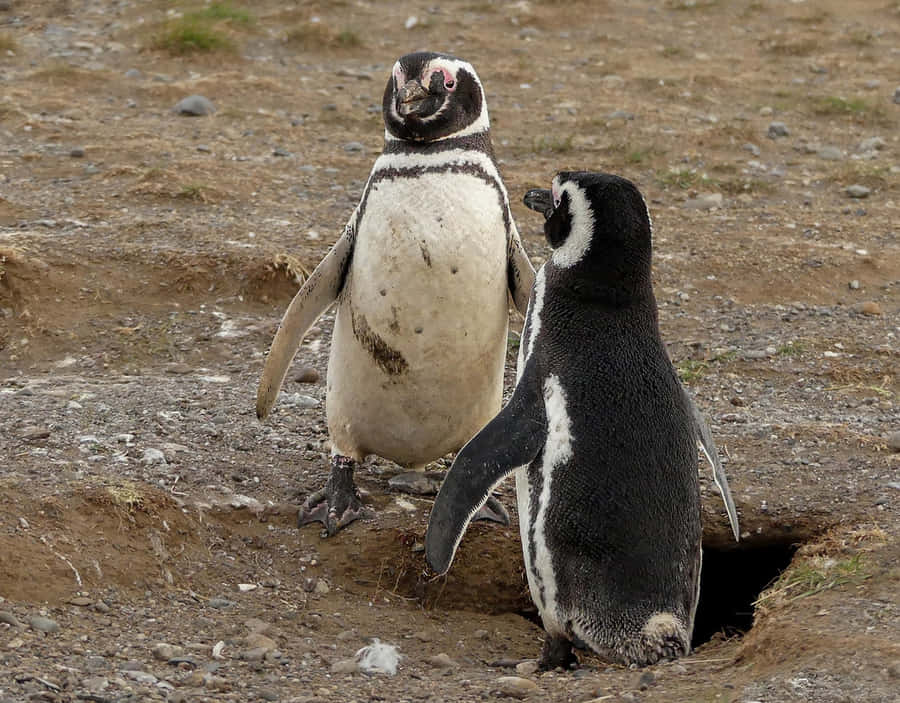 Magellanic Penguin Taustakuva