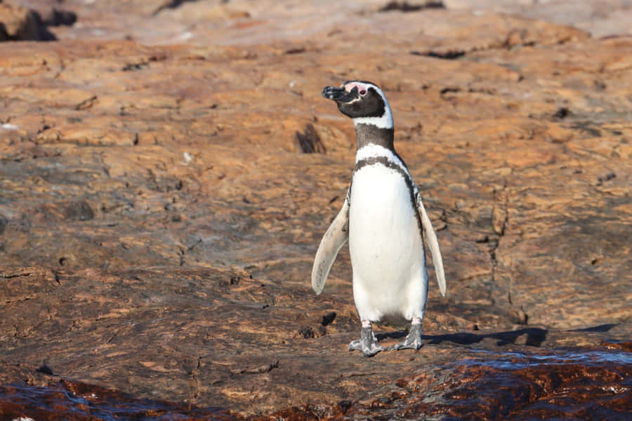 Magellanic Penguin Bakgrunnsbildet