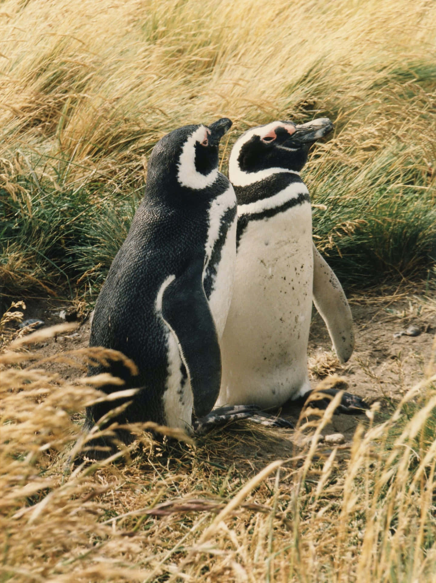 Magellanic Penguin Achtergrond