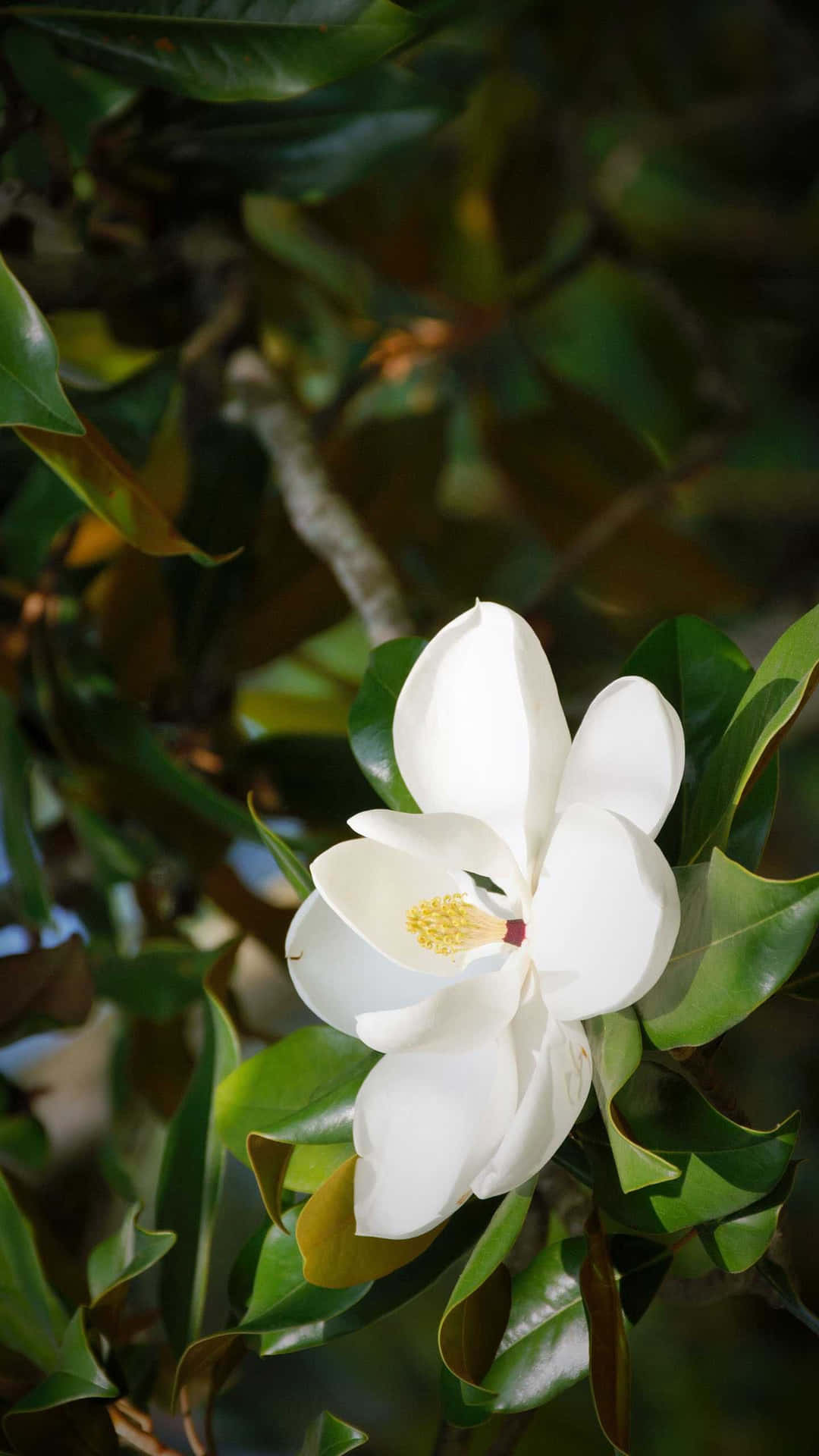 Magnolia Blomma Wallpaper