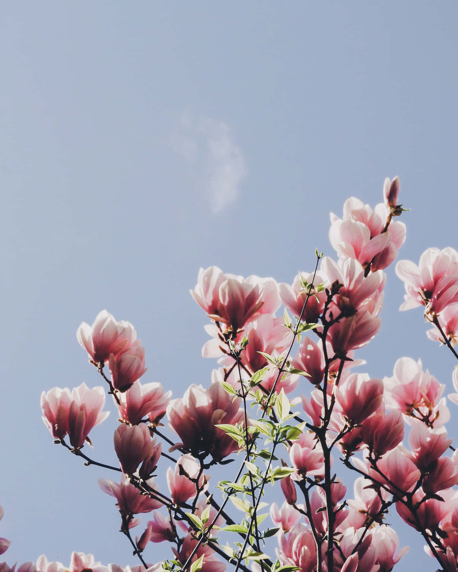 Magnolia Blomst Billeder