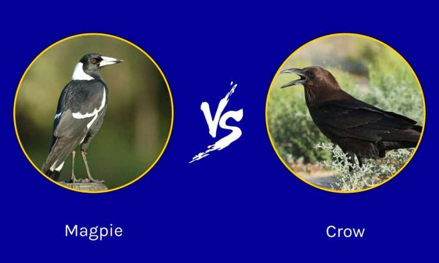 Magpie versus crow comparison graphic with labels — Magpies And Crows Wallpaper