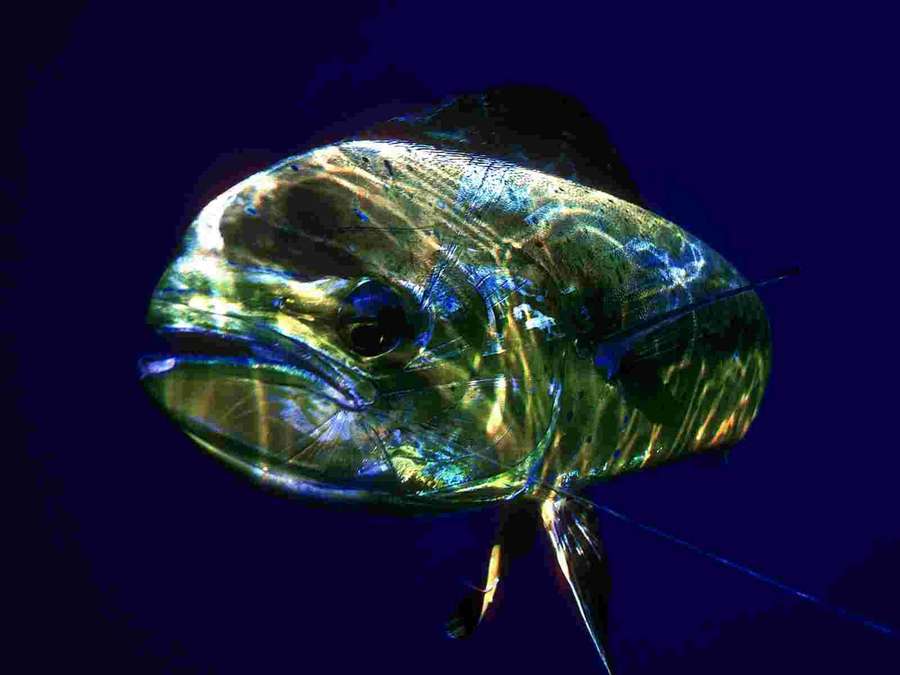 Eine Nahaufnahme eines Fisches mit schillernden Schuppen, die in tiefblauem Wasser leuchten. — Mahi Mahi Bilder